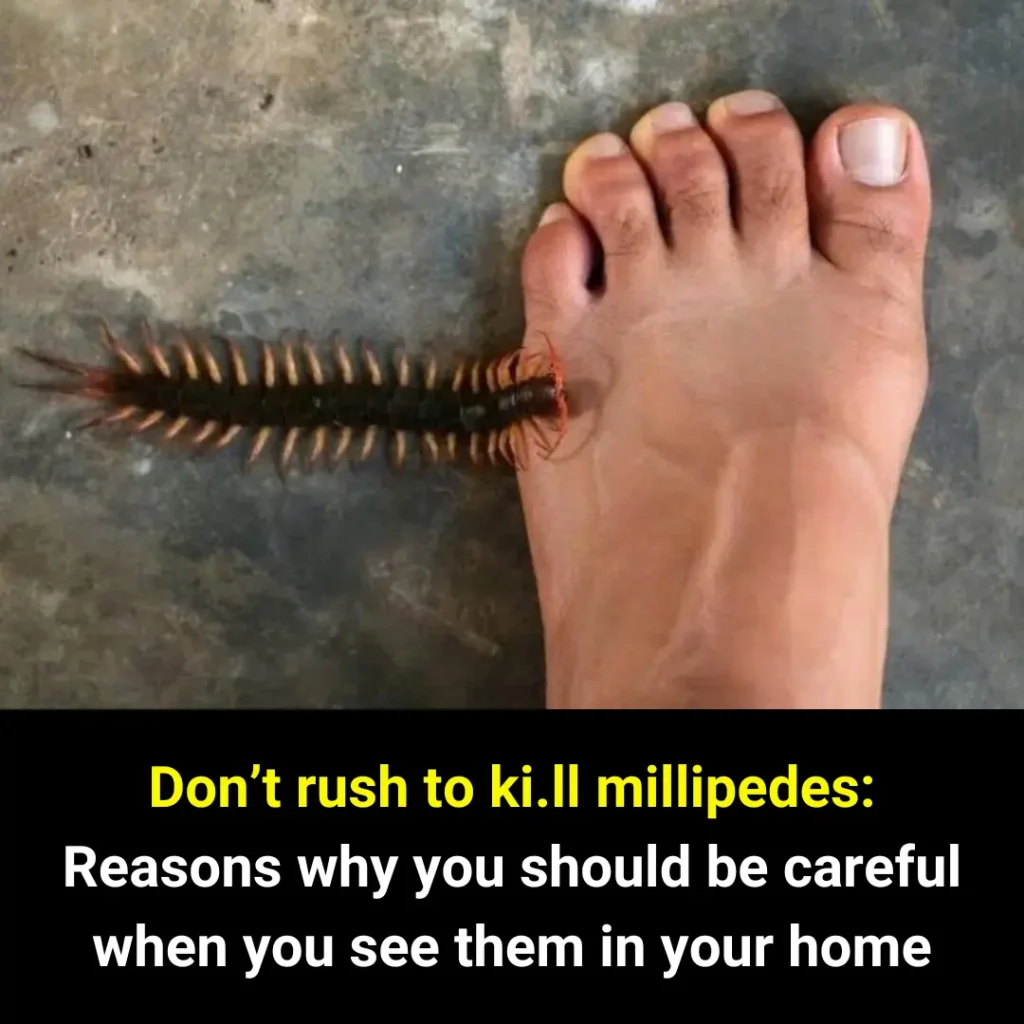 Reasons you should not ki.ll millipedes